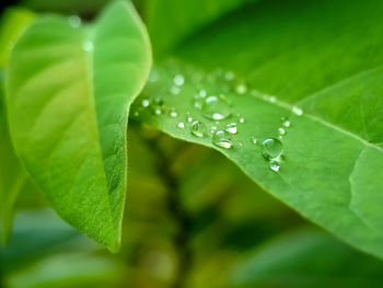 Close-up of raindrops on leaves