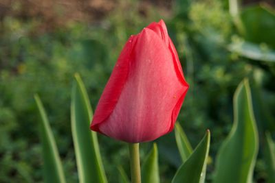 Close-up of red tulip