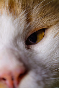 Close-up of cat