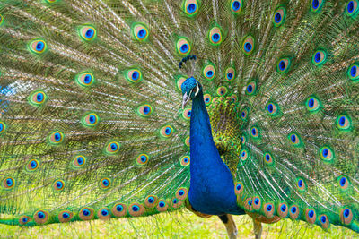 Male peacock displaying multicoloured, blue, green, gold, feathers in mating show fanned display