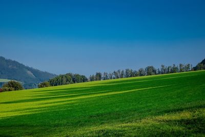 Scenic view of grassy field against clear sky