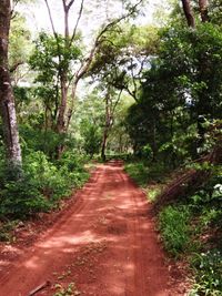 Dirt road amidst trees in forest