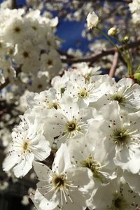 Close-up of white flowers