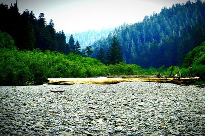 Scenic view of river and forest