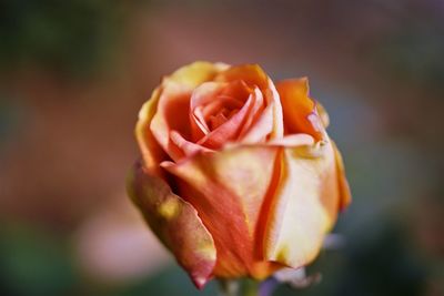 Close-up of rose flower