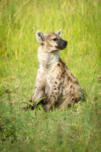 Spotted hyena sits in grass looking right