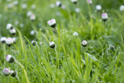 Close-up of wet grass on field