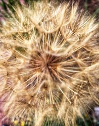 dandelion