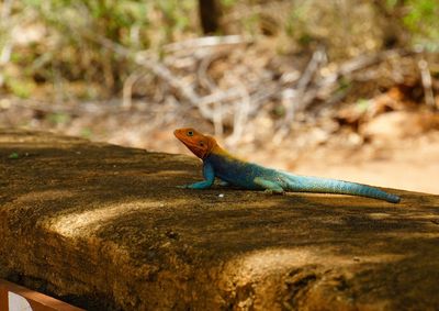 Close-up of lizard on rock