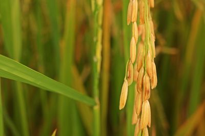 Close-up of crops growing on field