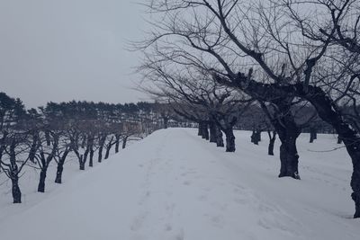 Bare trees on snow covered land against sky