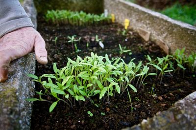 Cropped hands of man by saplings in dirt