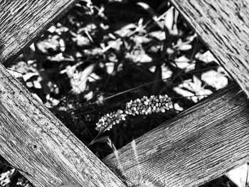 Close-up of flowers on wood