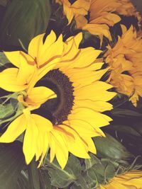 Close-up of sunflower