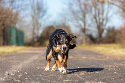 Portrait of a dog on road