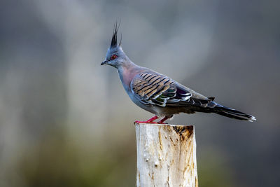 Close-up of bird perching on wooden post