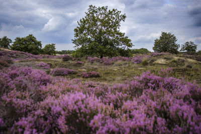 Scenic view of flowering trees on field against sky