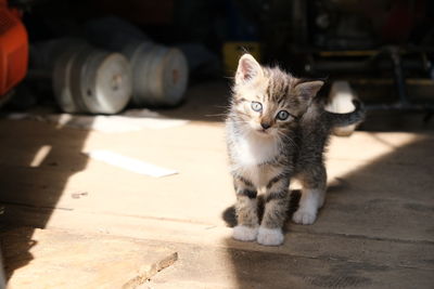Portrait of kitten sitting on floor