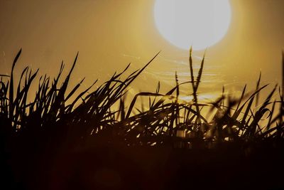 Close-up of silhouette grass on field against sky during sunset