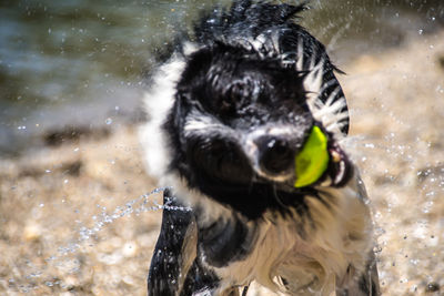 Dog in water