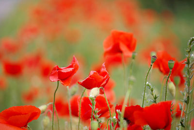 Poppies flowers field in the countryside. macro photography