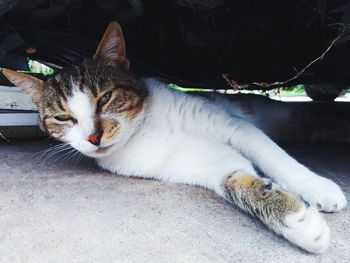 Portrait of a cat resting