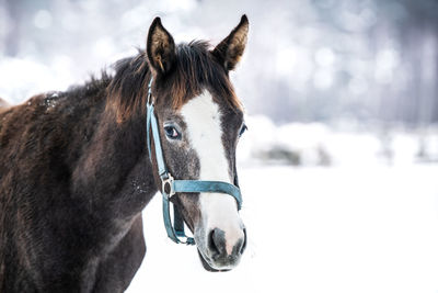 Close-up of horse in ranch