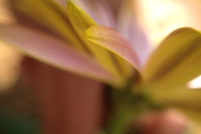 Close-up of yellow flowers blooming outdoors