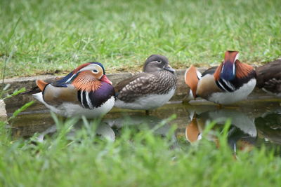 Close-up of mallard duck swimming on lake