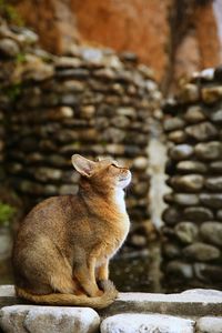 Side view of a cat looking away