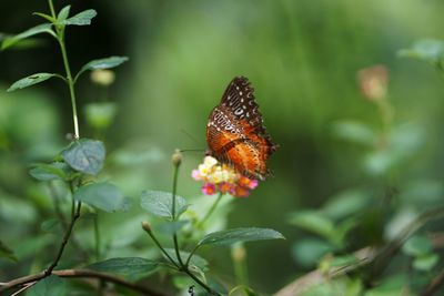 Close-up of butterfly pollinating on flower