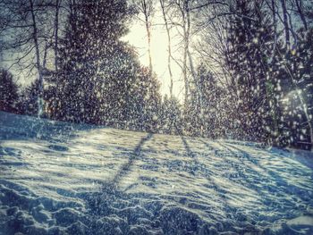 Bare trees on snow covered landscape