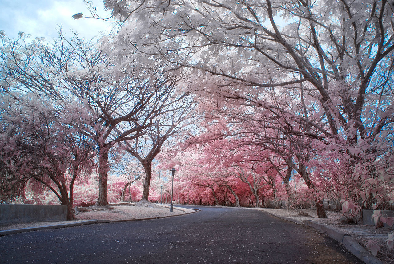 ROAD AMIDST BARE TREES IN AUTUMN