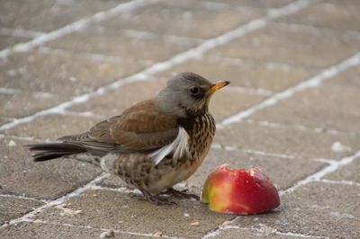 Close-up of bird perching on ground