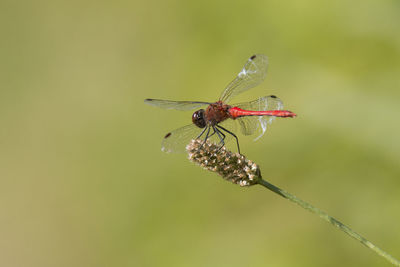 Close-up of dragonfly on twig