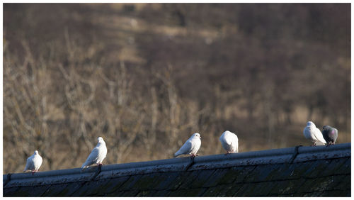 Low angle view of seagulls perching
