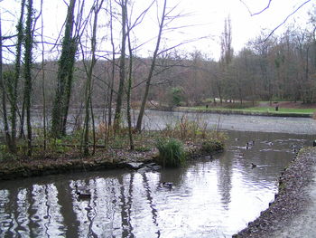 Scenic view of lake in forest