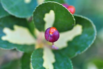 Close-up of red berries on plant