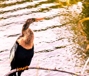 Close-up of bird perching on lakeshore