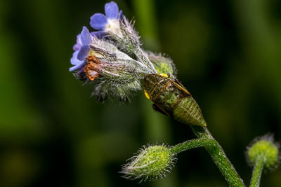 Close-up of insect on plant