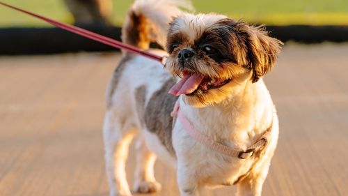 Close-up of dog