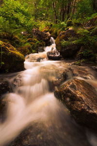 Scenic view of waterfall in forest