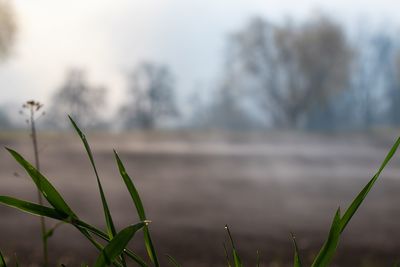Close-up of plants against lake