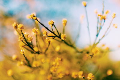 Close-up of yellow flowers against blurred background