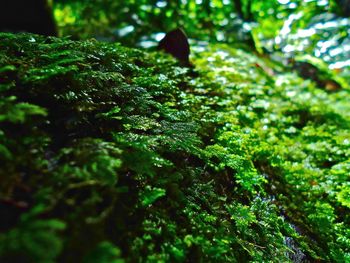 Close-up of fresh green tree in forest