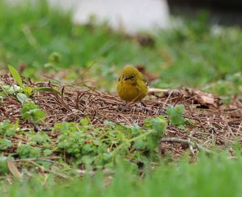 Close-up of bird perching on grass