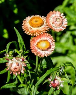 Close-up of flowers