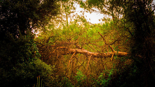 Trees in forest against sky