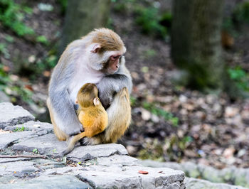 Monkey with infant on rock