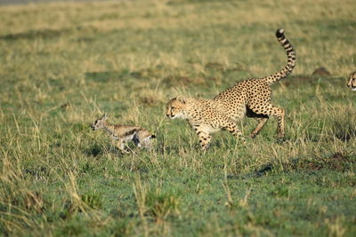 Hunting cheetah 